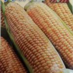 ΚΑΛΑΜΠΟΚΙ ΓΛΥΚΟ 11gr | Σπόροι- Βολβοί>Σπόροι Λαχανοκομικών - Supergarden.gr