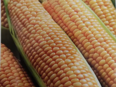 ΚΑΛΑΜΠΟΚΙ ΓΛΥΚΟ 11gr | Σπόροι- Βολβοί>Σπόροι Λαχανοκομικών - Supergarden.gr