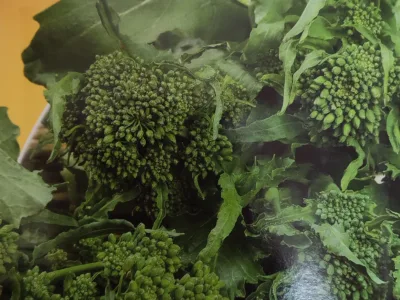 ΒΡΟΥΒΑ 20gr | Σπόροι- Βολβοί>Σπόροι Λαχανοκομικών - Supergarden.gr