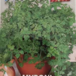 ΜΥΡΩΝΙ 10gr | Σπόροι- Βολβοί>Σπόροι Αρωματικών - Supergarden.gr