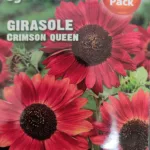 ΗΛΙΑΝΘΟΣ ΚΟΚΚΙΝΟΣ 75 seeds | Σπόροι- Βολβοί>Σπόροι Ανθέων - Supergarden.gr