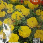 ΚΑΤΗΦΕΣ PALLA D'ORO 0.9gr | Σπόροι- Βολβοί>Σπόροι Ανθέων - Supergarden.gr