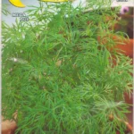 ΑΝΗΘΟΣ- ANETO 5gr | Σπόροι- Βολβοί>Σπόροι Λαχανοκομικών - Supergarden.gr