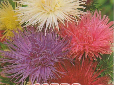 ΑΣΤΡΟ UNICUM 1gr | Σπόροι- Βολβοί>Σπόροι Ανθέων - Supergarden.gr