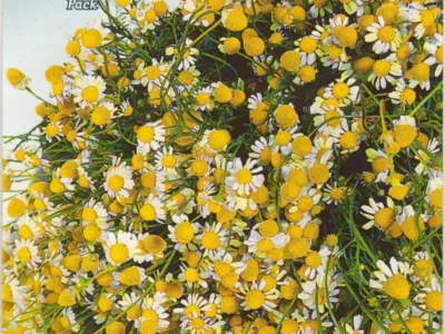 ΧΑΜΟΜΗΛΙ- CAMOMILLA comune 5gr | Σπόροι- Βολβοί>Σπόροι Αρωματικών - Supergarden.gr