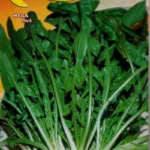 ΡΑΔΙΚΙ ΑΓΡΙΟ 15gr | Σπόροι- Βολβοί>Σπόροι Λαχανοκομικών - Supergarden.gr