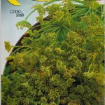 ΜΑΡΑΘΟΣ SELVATICO 10gr | Σπόροι- Βολβοί>Σπόροι Λαχανοκομικών - Supergarden.gr