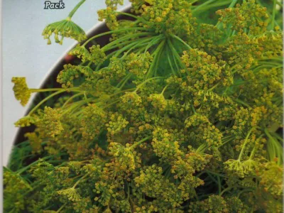 ΜΑΡΑΘΟΣ SELVATICO 10gr | Σπόροι- Βολβοί>Σπόροι Λαχανοκομικών - Supergarden.gr
