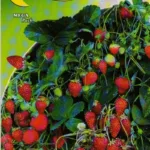 ΦΡΑΟΥΛΑ RAMPICANTI 7gr | Σπόροι- Βολβοί>Σπόροι Λαχανοκομικών - Supergarden.gr