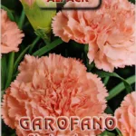 ΓΑΡΥΦΑΛΛΟ ΡΟΖ 0.4gr | Σπόροι- Βολβοί>Σπόροι Ανθέων - Supergarden.gr