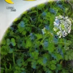 ΚΑΥΚΑΛΙΘΡΑ 8gr | Σπόροι- Βολβοί>Σπόροι Λαχανοκομικών - Supergarden.gr