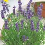 ΛΕΒΑΝΤΑ 9gr | Σπόροι- Βολβοί>Σπόροι Αρωματικών - Supergarden.gr