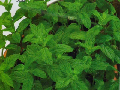 MENTA 5gr | Σπόροι- Βολβοί>Σπόροι Αρωματικών - Supergarden.gr