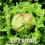 ΜΑΡΟΥΛΙ GREAT LAKE 118 o Brasiliana 7gr | Σπόροι- Βολβοί>Σπόροι Λαχανοκομικών - Supergarden.gr