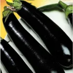 ΜΕΛΙΤΖΑΝΑ VIOLETTA LUNGA 2 8gr | Σπόροι- Βολβοί>Σπόροι Λαχανοκομικών - Supergarden.gr