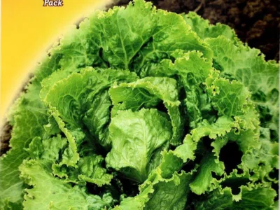 ΜΑΡΟΥΛΙ ICEBERG 7gr | Σπόροι- Βολβοί>Σπόροι Λαχανοκομικών - Supergarden.gr