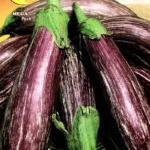 ΜΕΛΙΤΖΑΝΑ TSAKONIKI 8gr | Σπόροι- Βολβοί>Σπόροι Λαχανοκομικών - Supergarden.gr
