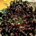 ΜΑΡΟΥΛΙ ΚΟΚΚΙΝΟ SALAD BOWL 7gr | Σπόροι- Βολβοί>Σπόροι Λαχανοκομικών - Supergarden.gr