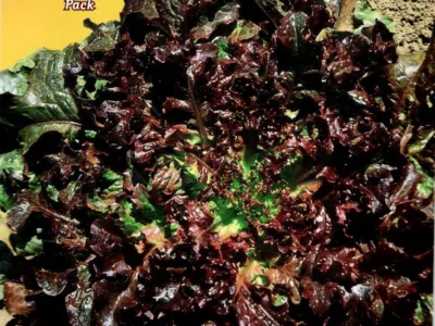 ΜΑΡΟΥΛΙ ΚΟΚΚΙΝΟ SALAD BOWL 7gr | Σπόροι- Βολβοί>Σπόροι Λαχανοκομικών - Supergarden.gr