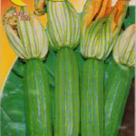 ΚΟΛΟΚΥΘΑΚΙ alberello di sarzana 10gr | Σπόροι- Βολβοί>Σπόροι Λαχανοκομικών - Supergarden.gr