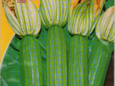 ΚΟΛΟΚΥΘΑΚΙ alberello di sarzana 10gr | Σπόροι- Βολβοί>Σπόροι Λαχανοκομικών - Supergarden.gr